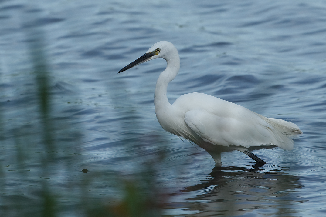 Greta garzetta Kleine Zilverreiger Little Egret